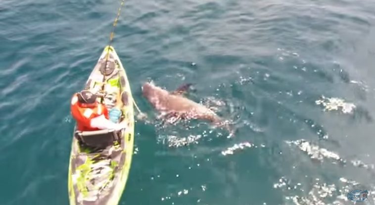 Shark capsizes boat during fishing trip